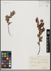 Foto von Salix aurita L.